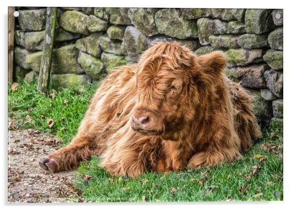 'Highland Cow's Tranquil Repose on Baslow Edge' Acrylic by Holly Burgess