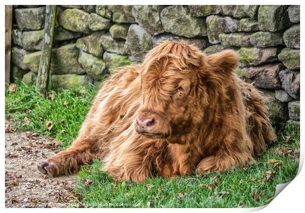 'Highland Cow's Tranquil Repose on Baslow Edge' Print by Holly Burgess