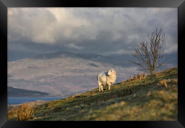 Sheep on a hill Framed Print by Rory Trappe