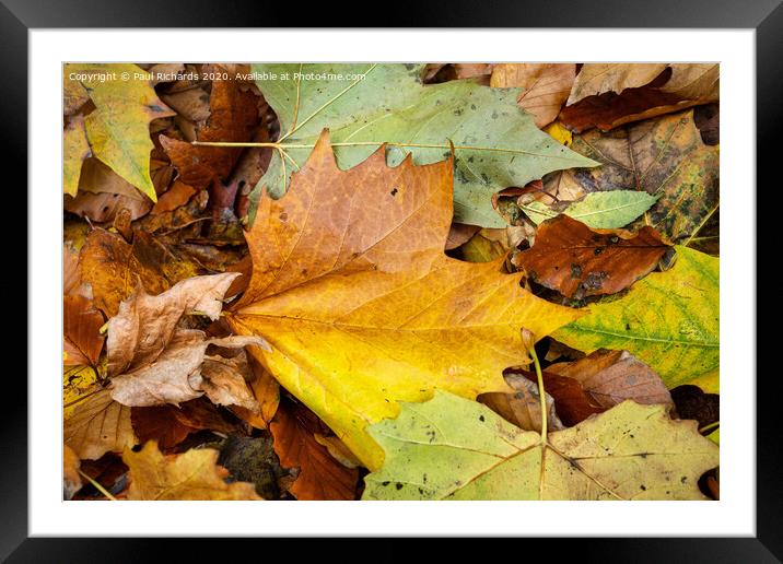 Plant leaves Framed Mounted Print by Paul Richards