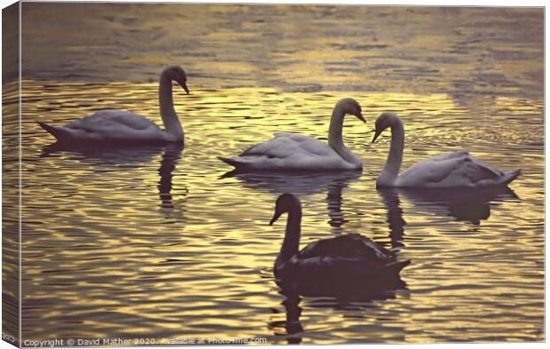 Swans at dusk Canvas Print by David Mather