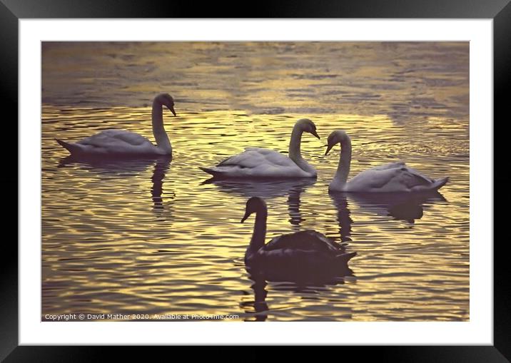 Swans at dusk Framed Mounted Print by David Mather