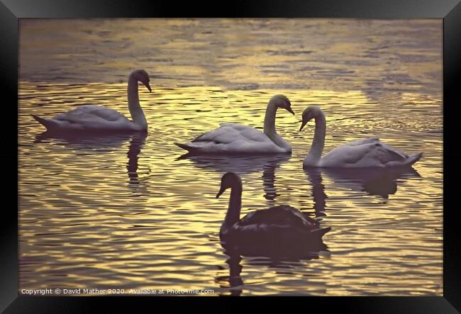 Swans at dusk Framed Print by David Mather