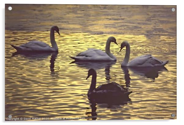 Swans at dusk Acrylic by David Mather