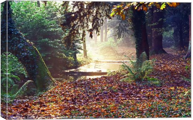 An autumn woodland Canvas Print by David Mather