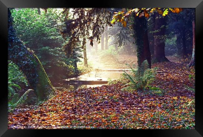 An autumn woodland Framed Print by David Mather