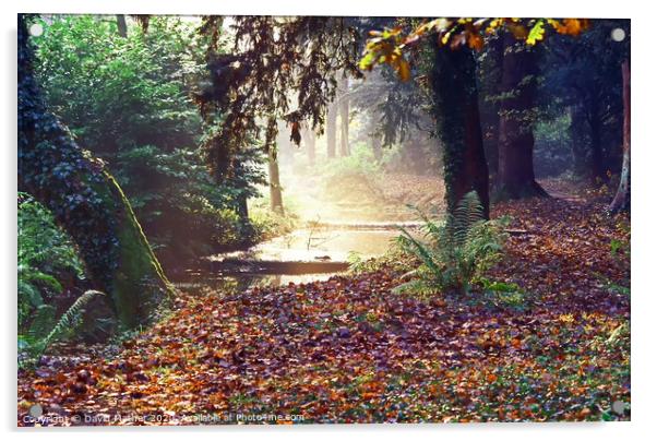 An autumn woodland Acrylic by David Mather
