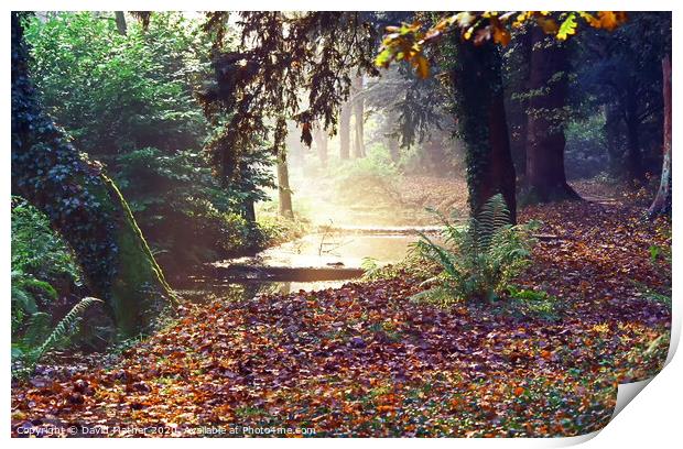An autumn woodland Print by David Mather