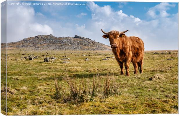 Highland cow on Roughtor Canvas Print by Paul Richards