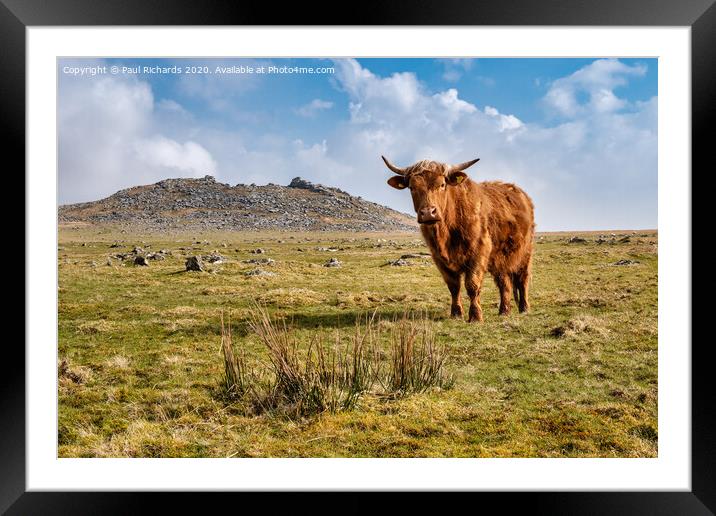 Highland cow on Roughtor Framed Mounted Print by Paul Richards
