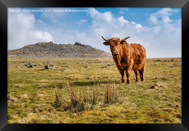 Highland cow on Roughtor Framed Print by Paul Richards