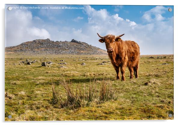 Highland cow on Roughtor Acrylic by Paul Richards
