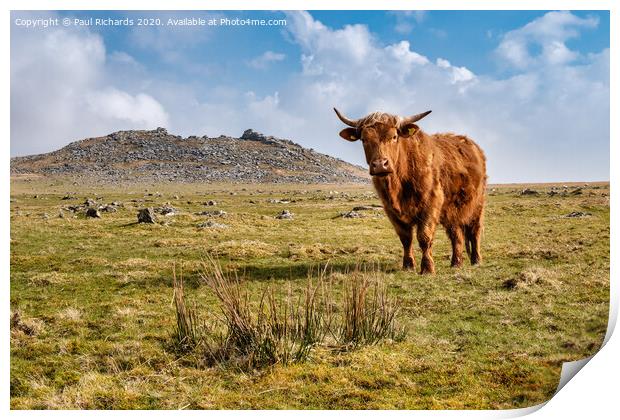Highland cow on Roughtor Print by Paul Richards