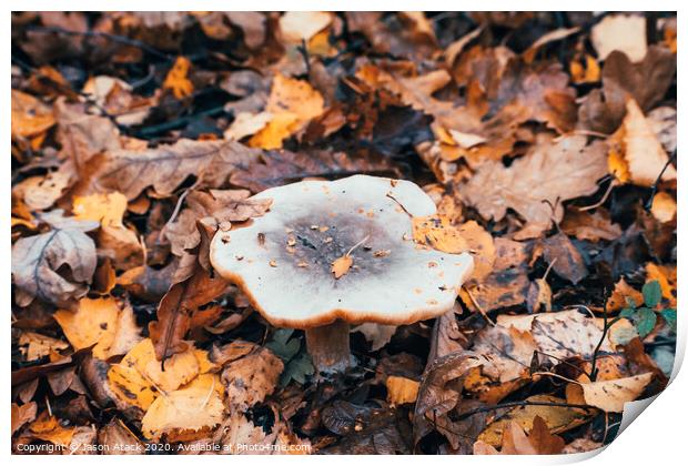 Fungi Print by Jason Atack