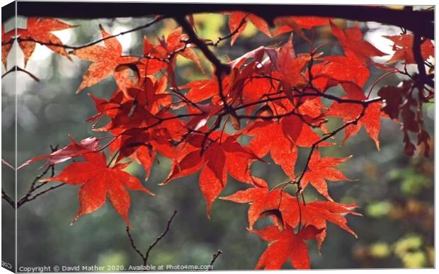 Maple in Autumn Canvas Print by David Mather