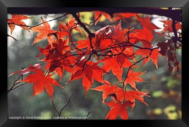 Maple in Autumn Framed Print by David Mather
