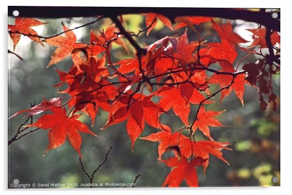 Maple in Autumn Acrylic by David Mather