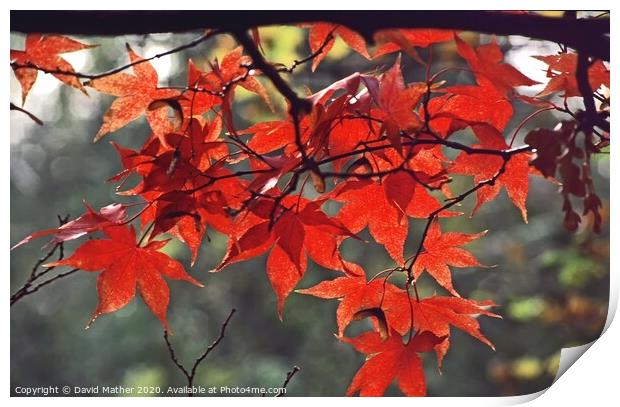 Maple in Autumn Print by David Mather