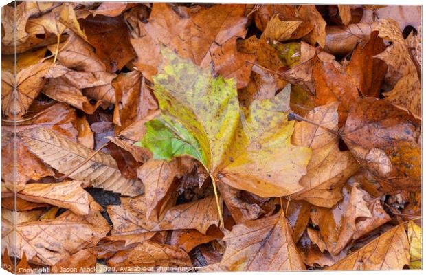 Autumn Leaves Canvas Print by Jason Atack