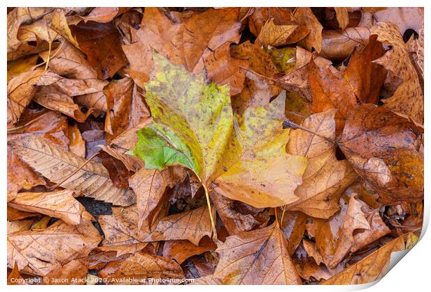 Autumn Leaves Print by Jason Atack