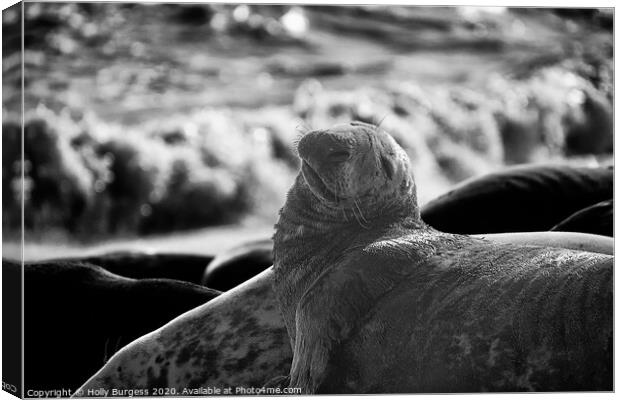 'Expressive Seal Basking on Horsey Beach' Canvas Print by Holly Burgess