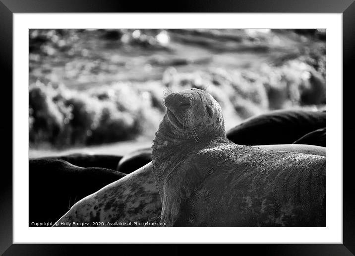 'Expressive Seal Basking on Horsey Beach' Framed Mounted Print by Holly Burgess