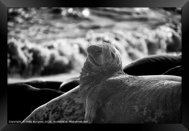 'Expressive Seal Basking on Horsey Beach' Framed Print by Holly Burgess