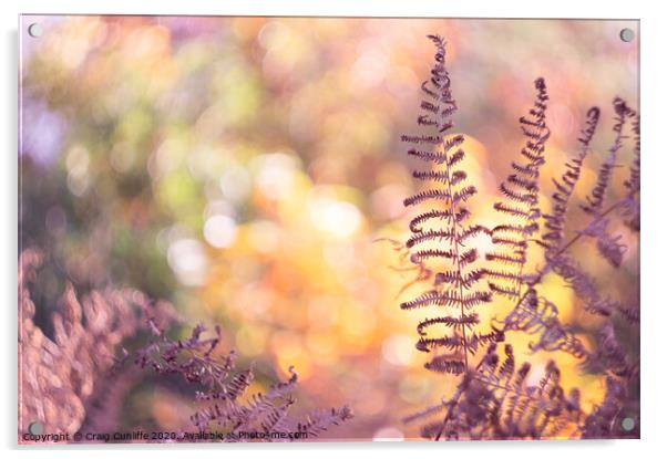 Magenta fern Acrylic by Craig Cunliffe