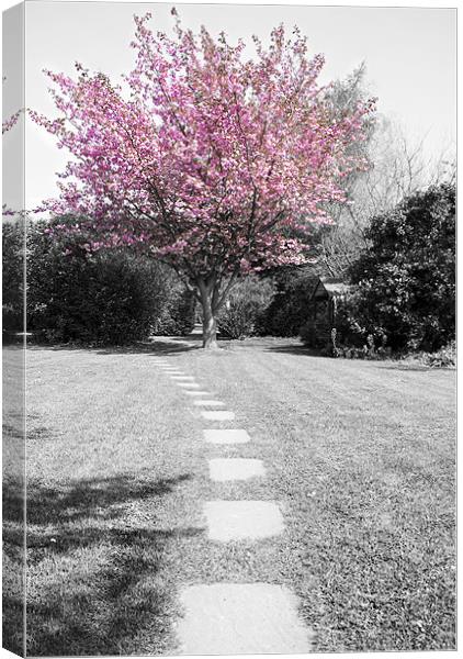 Blossom Canvas Print by Tom Satherley