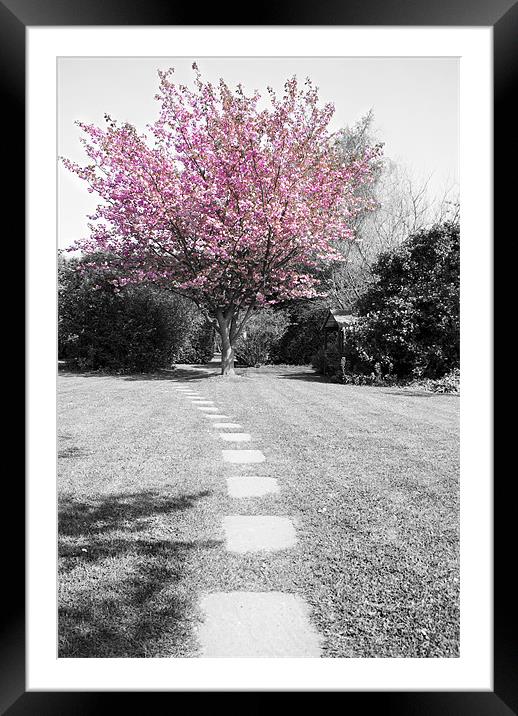 Blossom Framed Mounted Print by Tom Satherley