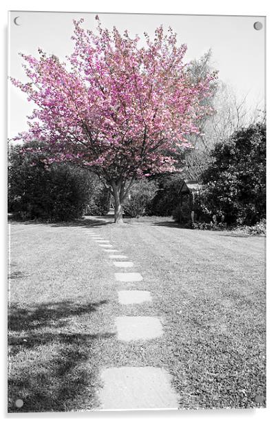 Blossom Acrylic by Tom Satherley