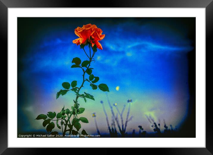 A Rose by Moonlight Framed Mounted Print by Michael W Salter