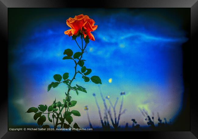 A Rose by Moonlight Framed Print by Michael W Salter