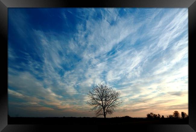 Isolated tree at dawn  Framed Print by Simon Johnson