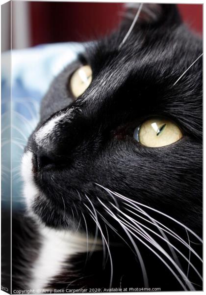Through the eyes of a cat  Canvas Print by Amy-Rose Carpenter