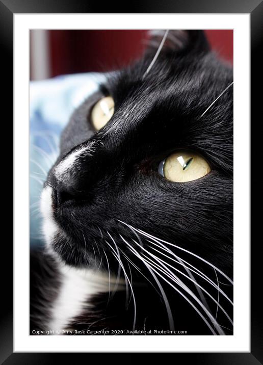 Through the eyes of a cat  Framed Mounted Print by Amy-Rose Carpenter