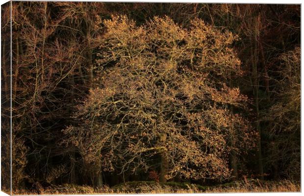 Sunlit oak tree Canvas Print by Simon Johnson