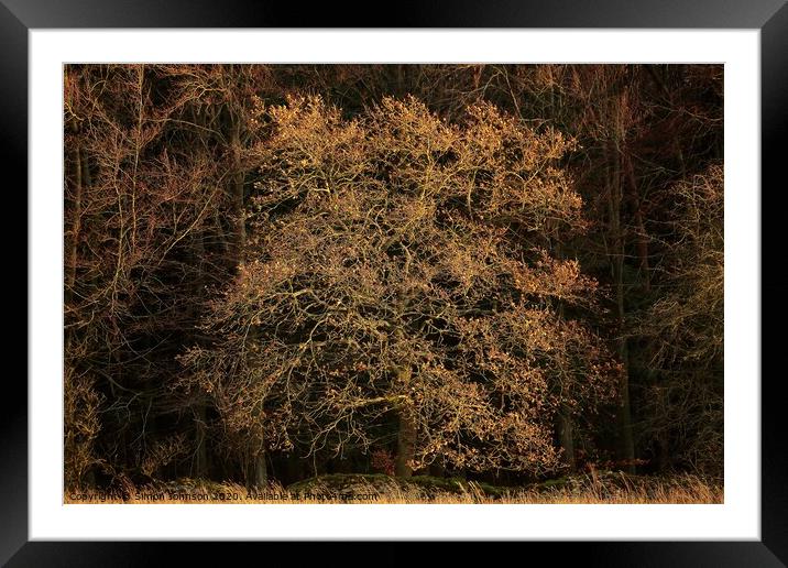 Sunlit oak tree Framed Mounted Print by Simon Johnson