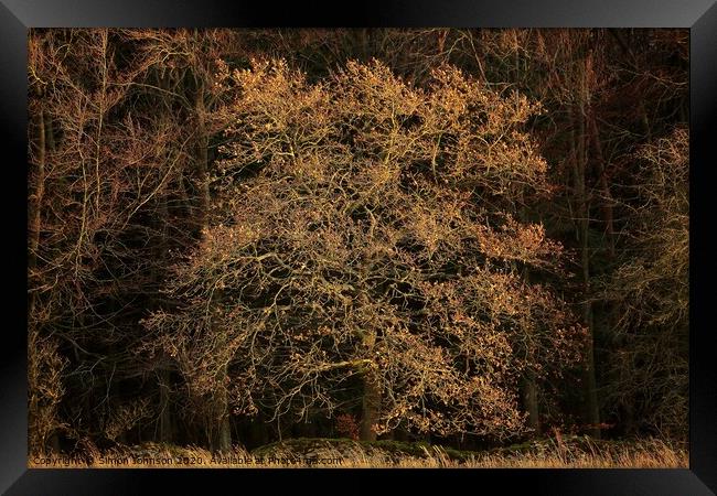 Sunlit oak tree Framed Print by Simon Johnson