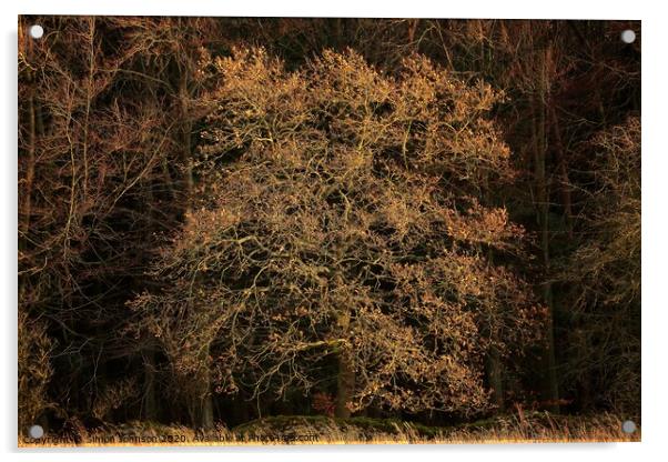 Sunlit oak tree Acrylic by Simon Johnson