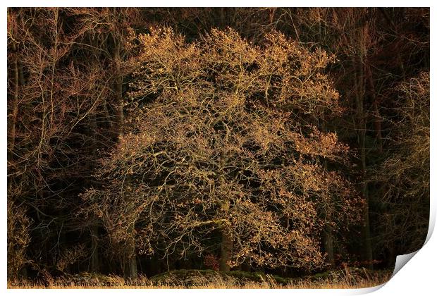 Sunlit oak tree Print by Simon Johnson