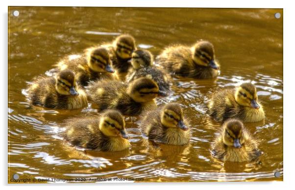 Ducklings  Acrylic by David Thompson