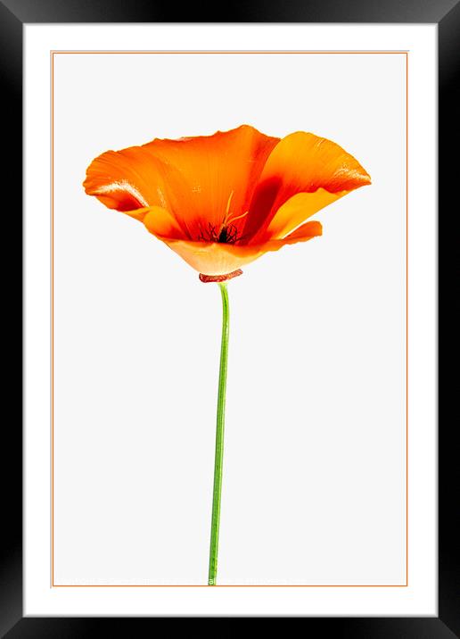 Poppy Flower Framed Mounted Print by Clare Edmonds