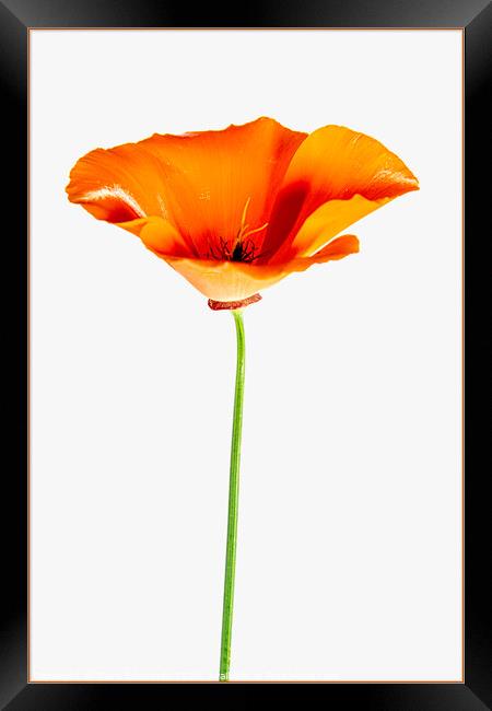 Poppy Flower Framed Print by Clare Edmonds