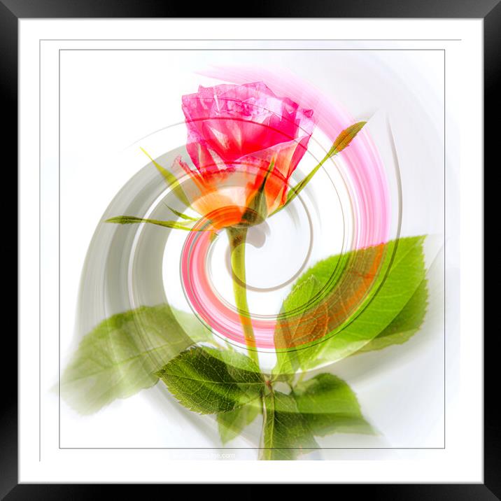 Rose Twirl Framed Mounted Print by Joy Newbould