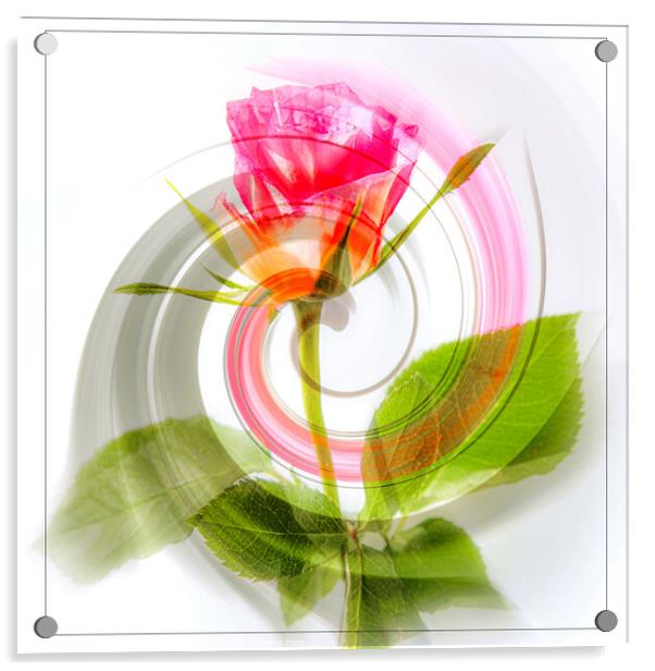 Rose Twirl Acrylic by Joy Newbould