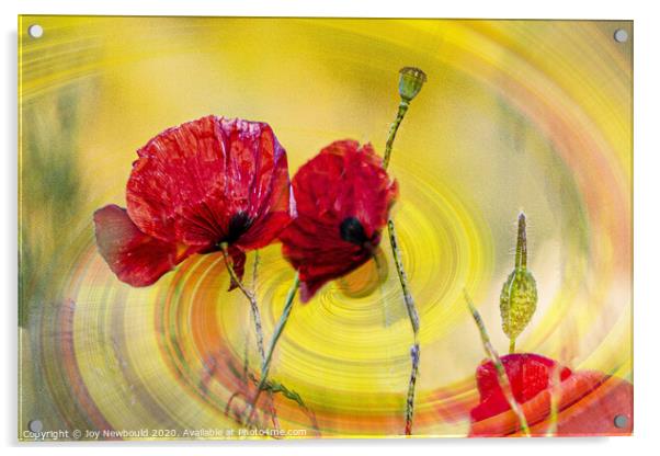 Poppies Digital Art  Acrylic by Joy Newbould