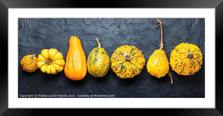Set of decorative pumpkins Framed Mounted Print by Mykola Lunov Mykola
