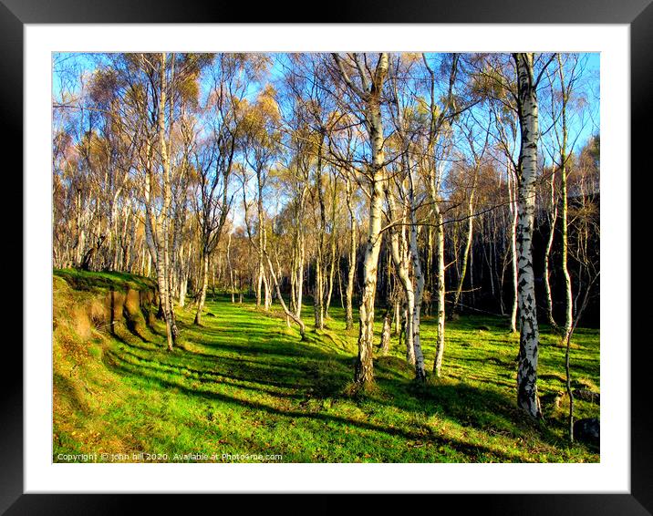 Silver birch woodland Framed Mounted Print by john hill