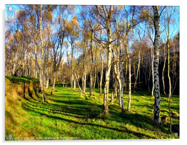 Silver birch woodland Acrylic by john hill